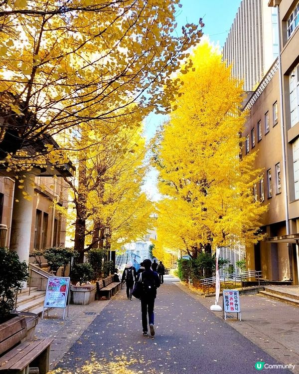 早稻田銀杏🍁！東京賞銀杏隱藏名所！🤩
