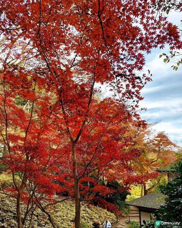 三溪園打卡！日式庭園美到爆！🤩🌸