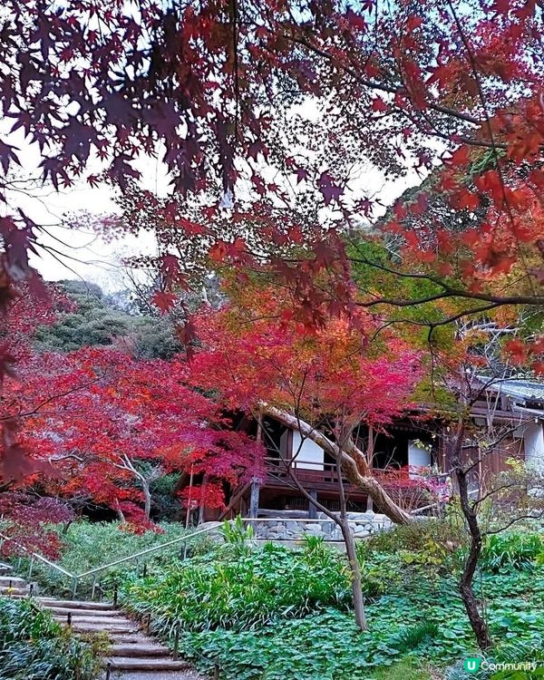 三溪園打卡！日式庭園美到爆！🤩🌸