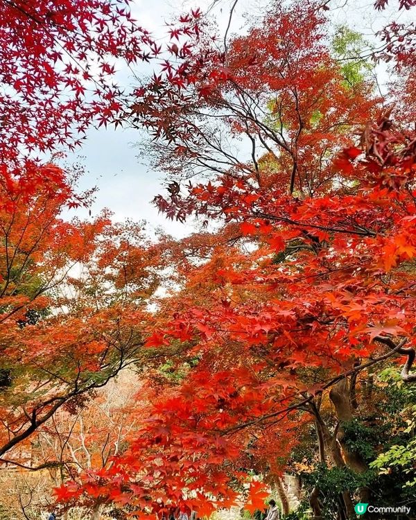 三溪園打卡！日式庭園美到爆！🤩🌸