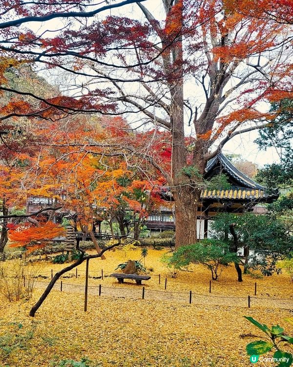 三溪園打卡！日式庭園美到爆！🤩🌸