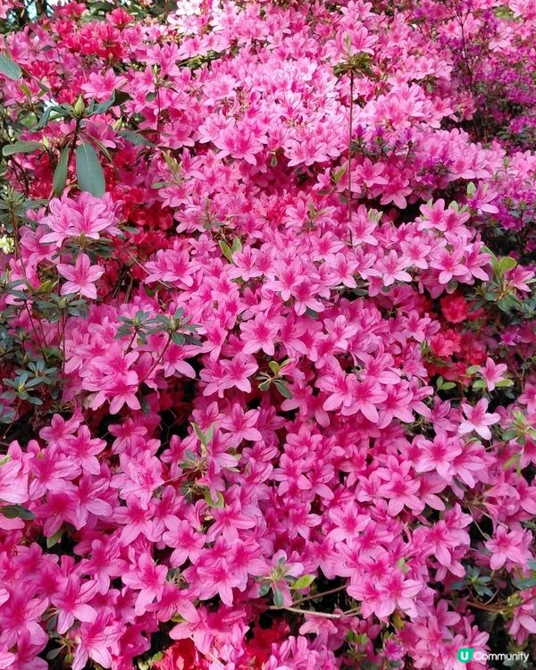 伊莎貝拉🌸粉紅天堂！ 鴛鴦伴我悠閒遊 🥰