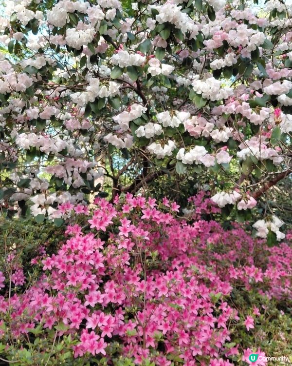 伊莎貝拉🌸粉紅天堂！ 鴛鴦伴我悠閒遊 🥰