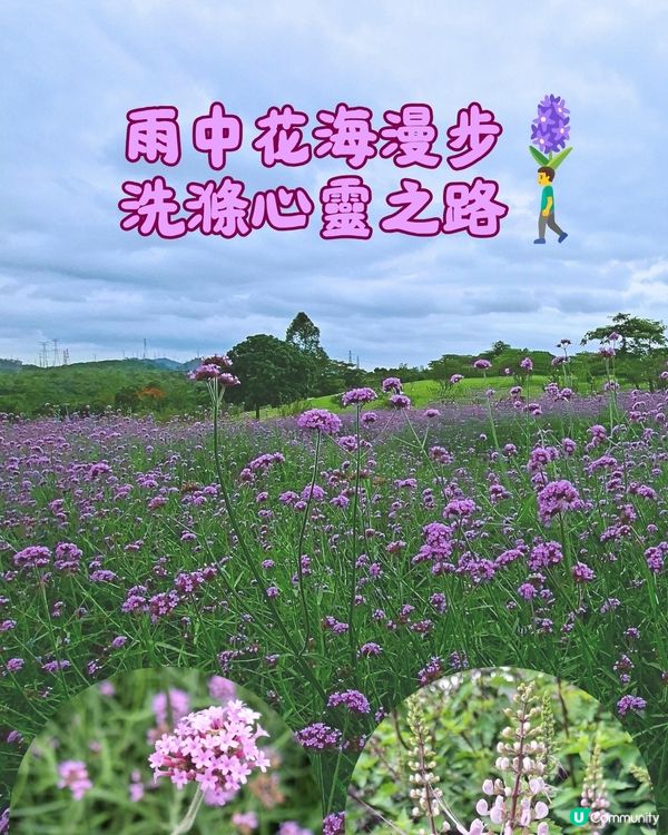 深圳📍生態 | 雨中花海漫步🪻洗滌心靈之路🚶‍♂️