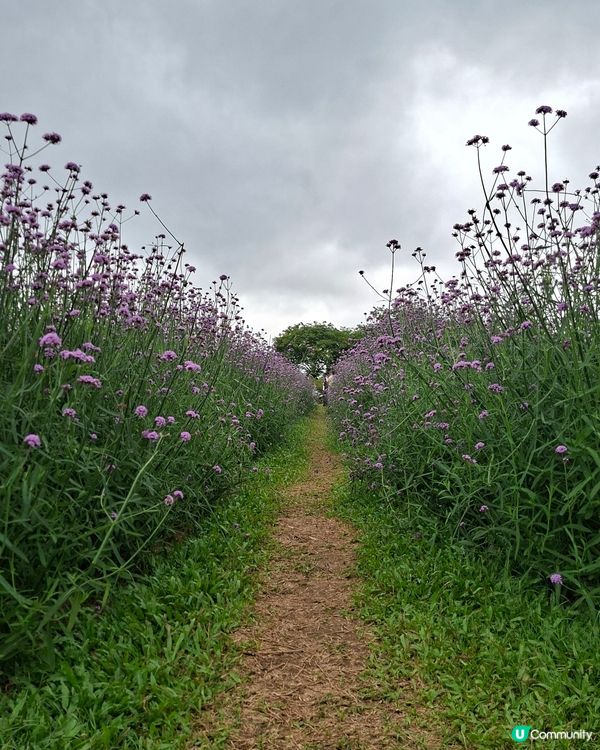 深圳📍生態 | 雨中花海漫步🪻洗滌心靈之路🚶‍♂️