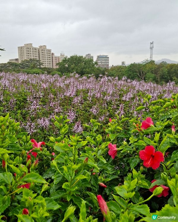 深圳📍生態 | 雨中花海漫步🪻洗滌心靈之路🚶‍♂️