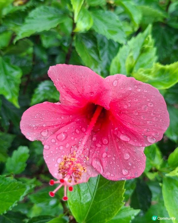 深圳📍生態 | 雨中花海漫步🪻洗滌心靈之路🚶‍♂️
