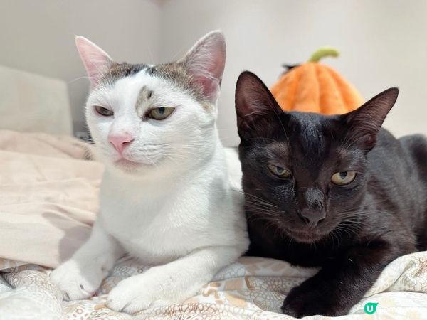 兩個個樣可以再衰d 🤣🤣