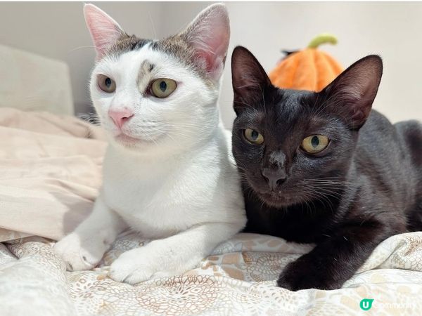 兩個個樣可以再衰d 🤣🤣