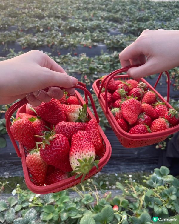 🇨🇳杭州旅行—農場採摘草莓體驗‼️💯👍🏻