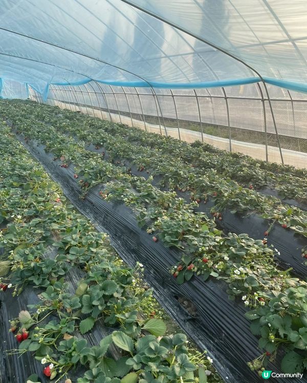 🇨🇳杭州旅行—農場採摘草莓體驗‼️💯👍🏻
