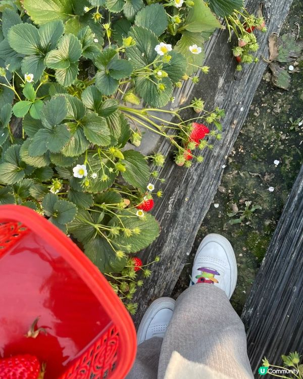 🇨🇳杭州旅行—農場採摘草莓體驗‼️💯👍🏻