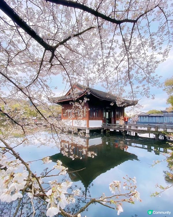 杭州櫻花季🌸🌸