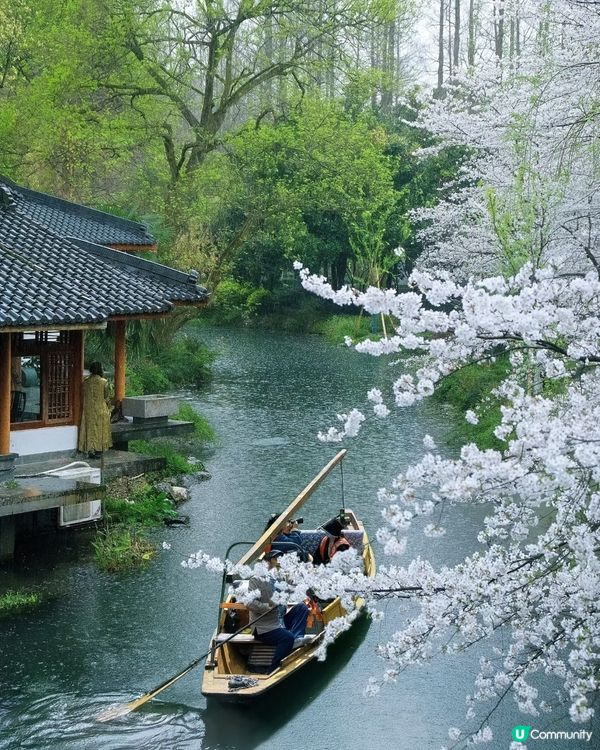 杭州櫻花季🌸🌸