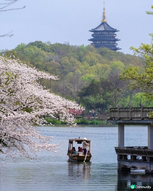 杭州櫻花季🌸🌸