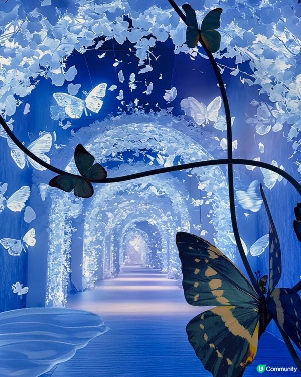 深圳免費蝴蝶展🦋！睇到眼花繚亂🤩！