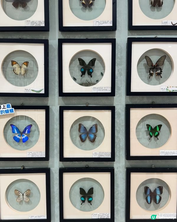 深圳免費蝴蝶展🦋！睇到眼花繚亂🤩！