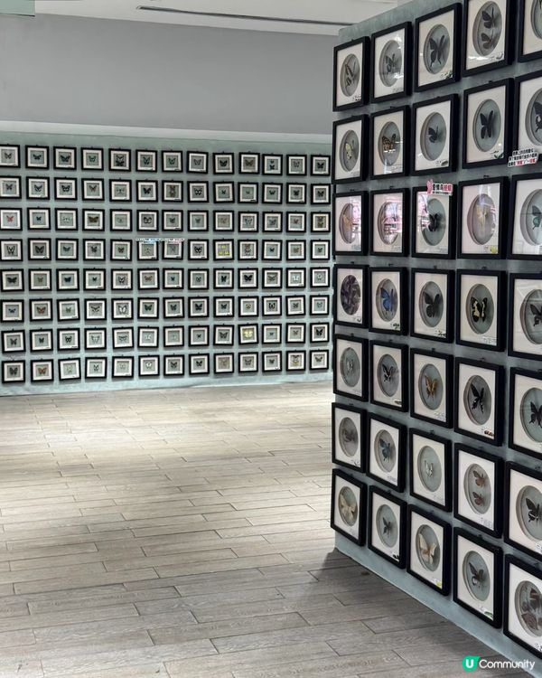 深圳免費蝴蝶展🦋！睇到眼花繚亂🤩！