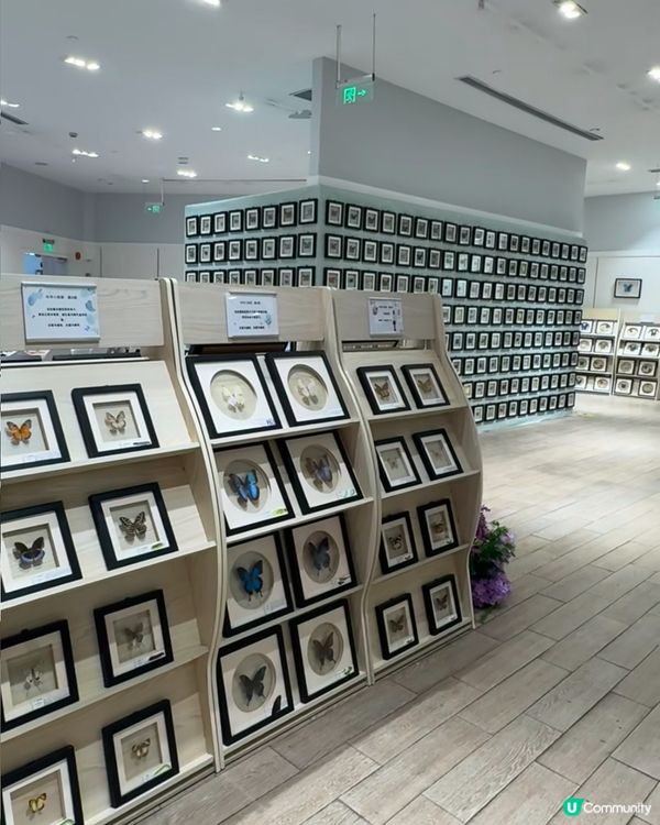 深圳免費蝴蝶展🦋！睇到眼花繚亂🤩！
