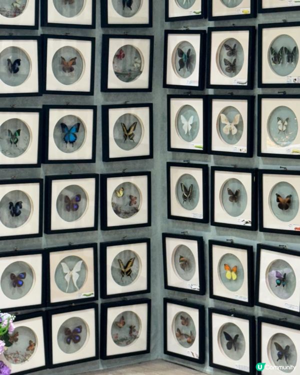 深圳免費蝴蝶展🦋！睇到眼花繚亂🤩！