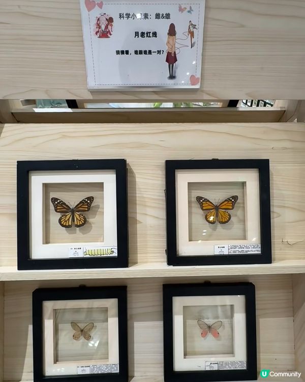 深圳免費蝴蝶展🦋！睇到眼花繚亂🤩！