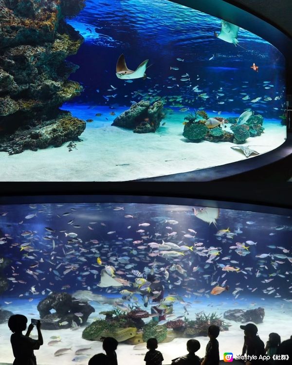 陽光水族館🐠