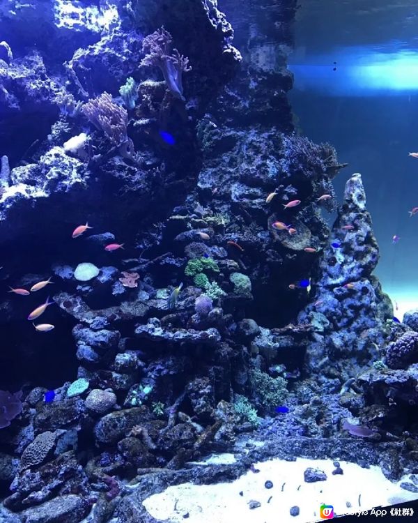 陽光水族館🐠