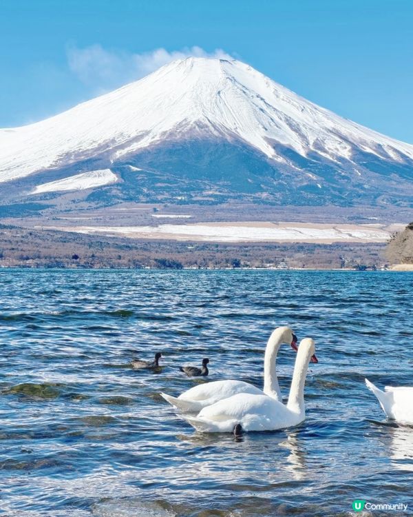 河口湖山中湖全攻略！富士山🗻打卡📸！