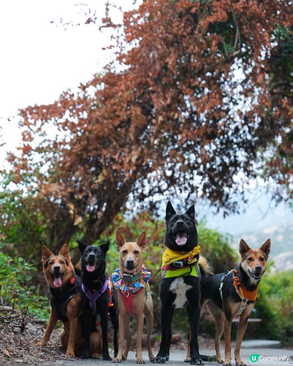 山地塘⛰️5個鐘路程🤣🐶