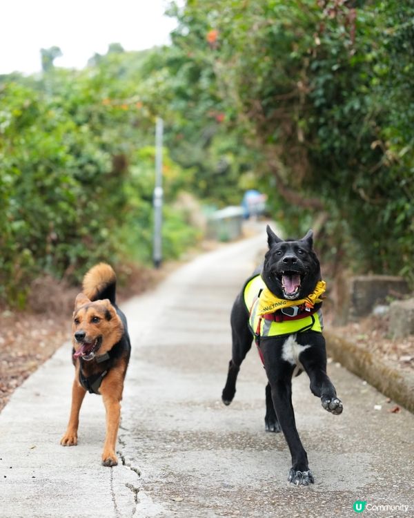 山地塘⛰️5個鐘路程🤣🐶