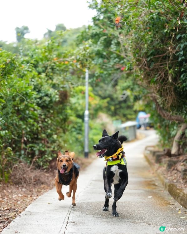 山地塘⛰️5個鐘路程🤣🐶