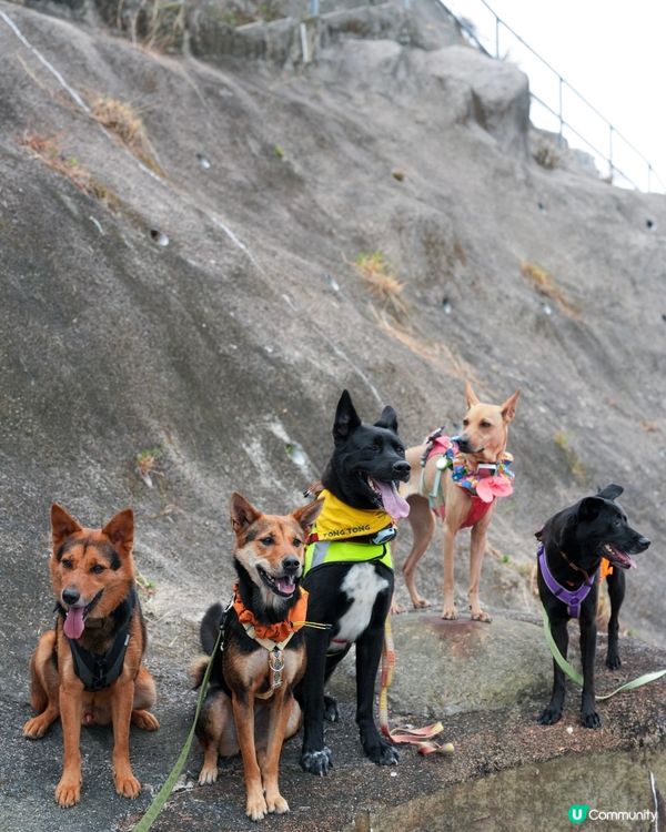 山地塘⛰️5個鐘路程🤣🐶