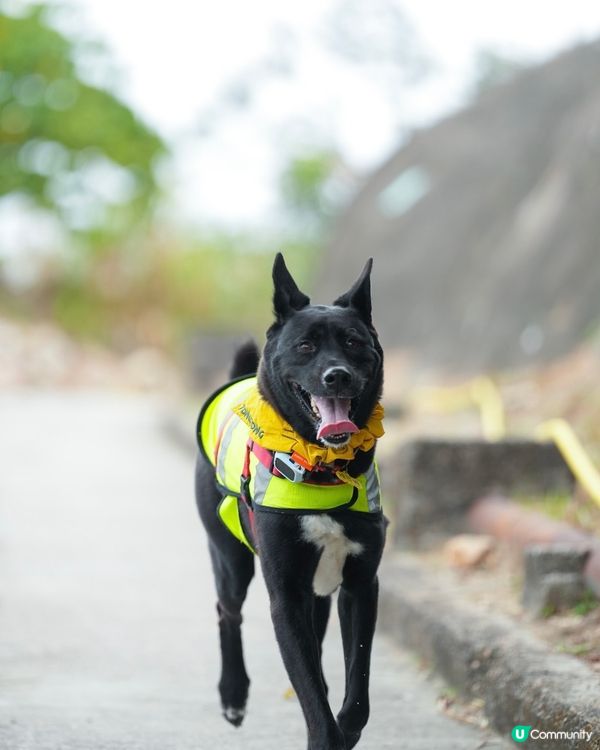 山地塘⛰️5個鐘路程🤣🐶