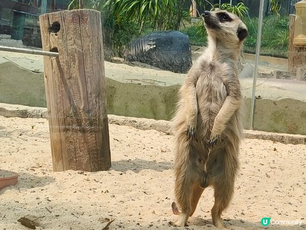 高雄壽山動物園 🐒 可愛動物大集合！