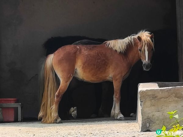 高雄壽山動物園 🐒 可愛動物大集合！