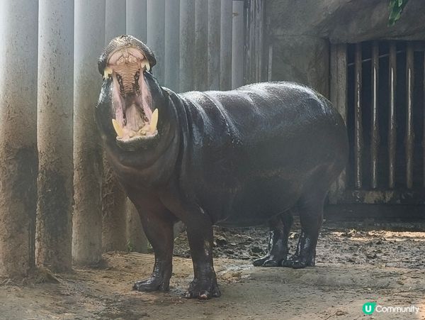 高雄壽山動物園 🐒 可愛動物大集合！