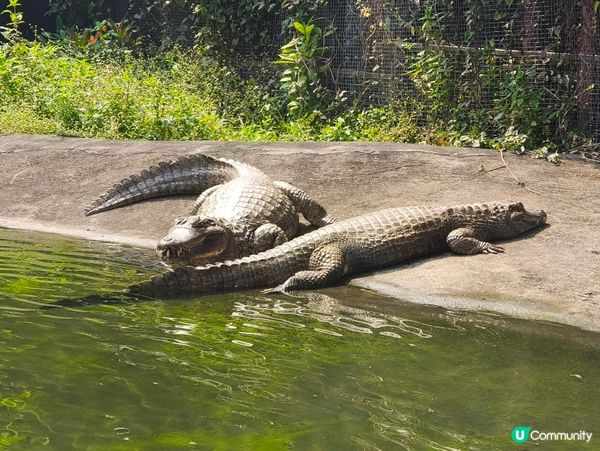 高雄壽山動物園 🐒 可愛動物大集合！