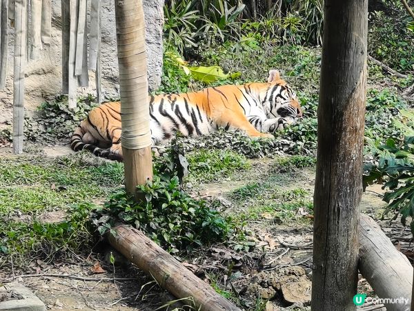 高雄壽山動物園 🐒 可愛動物大集合！