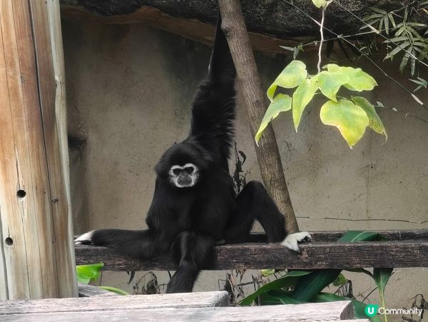 高雄壽山動物園 🐒 可愛動物大集合！