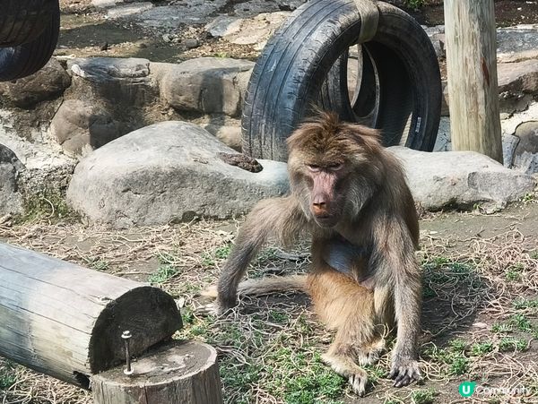 高雄壽山動物園 🐒 可愛動物大集合！