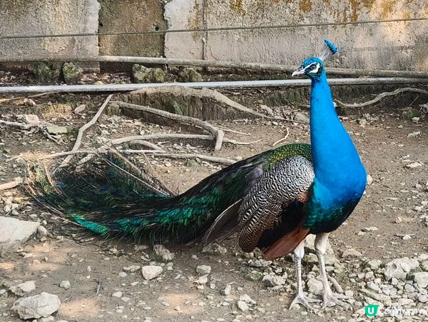 高雄壽山動物園 🐒 可愛動物大集合！