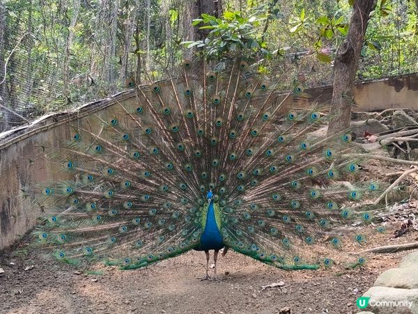 高雄壽山動物園 🐒 可愛動物大集合！