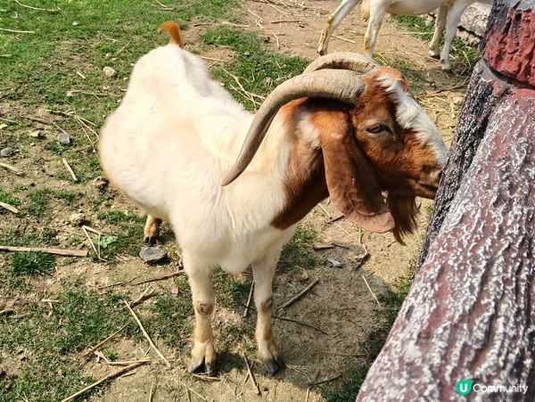 高雄壽山動物園 🐒 可愛動物大集合！