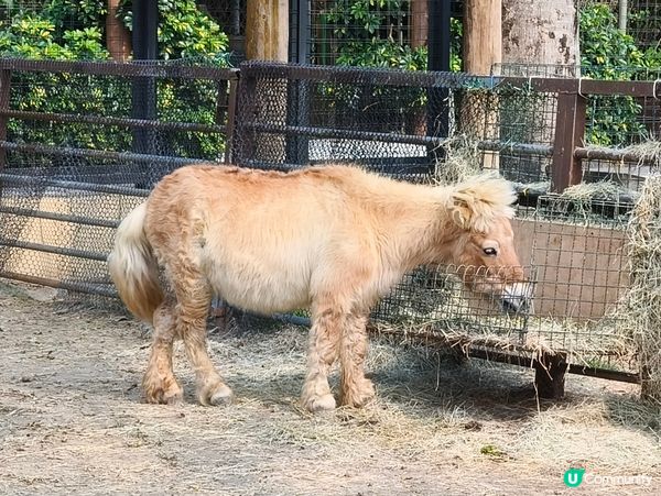高雄壽山動物園 🐒 可愛動物大集合！