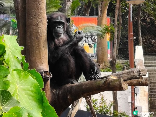 高雄壽山動物園 🐒 可愛動物大集合！