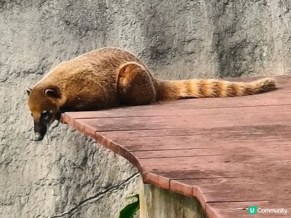 高雄壽山動物園 🐒 可愛動物大集合！