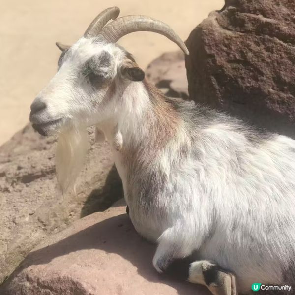 在德國紐倫堡舊城區的東部動物園,住了大約300種2600隻動...