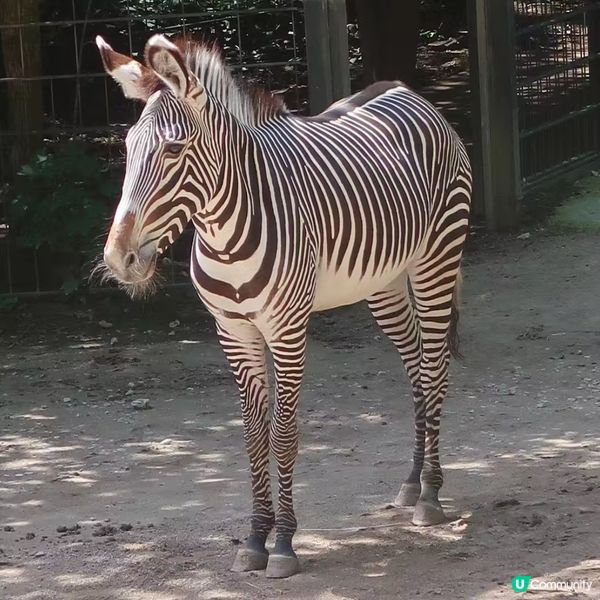 在德國紐倫堡舊城區的東部動物園,住了大約300種2600隻動...