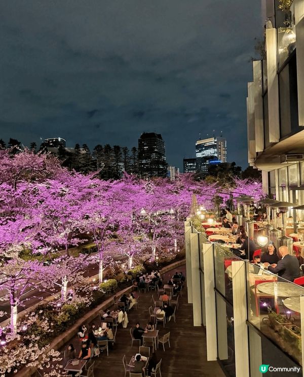 東京夢幻夜櫻🌸