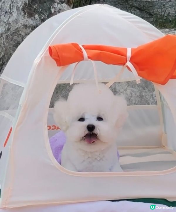 狗狗：我今日去camping呀！開心星期五🎉🎊！